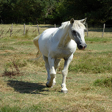 cheval blanc de Camargue
